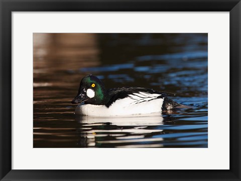 Framed British Columbia, Vancouver, Common Goldeneye duck Print