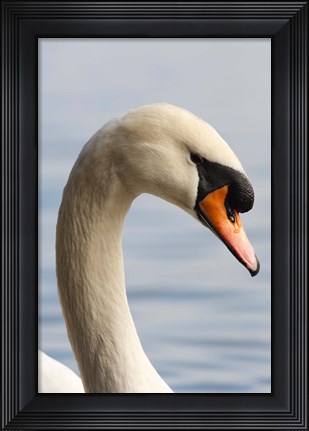Framed British Columbia, Vancouver, Mute Swan bird Print