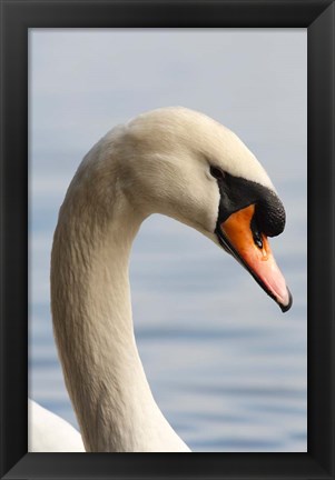 Framed British Columbia, Vancouver, Mute Swan bird Print