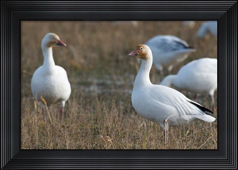 Framed British Columbia, Westham Island, Snow Goose bird Print