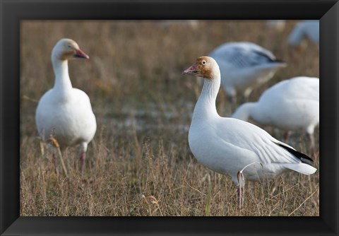 Framed British Columbia, Westham Island, Snow Goose bird Print