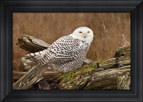 Framed Canada, British Columbia, Boundary Bay, Snowy Owl Print