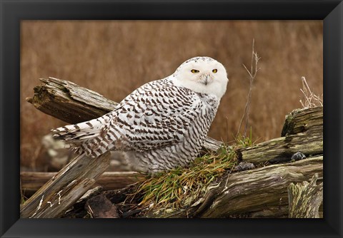 Framed Canada, British Columbia, Boundary Bay, Snowy Owl Print