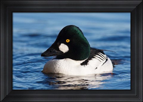 Framed Common Goldeneye Drake, Vancouver, British Columbia, Canada Print