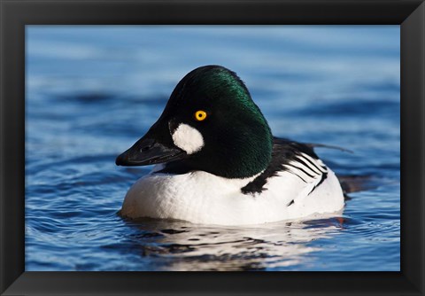 Framed Common Goldeneye Drake, Vancouver, British Columbia, Canada Print