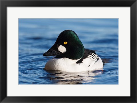 Framed Common Goldeneye Drake, Vancouver, British Columbia, Canada Print