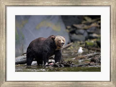 Framed Canada, British Columbia Grizzly bear eating salmon Print