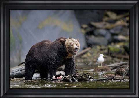 Framed Canada, British Columbia Grizzly bear eating salmon Print
