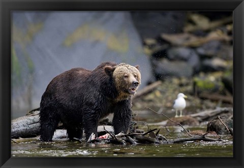 Framed Canada, British Columbia Grizzly bear eating salmon Print