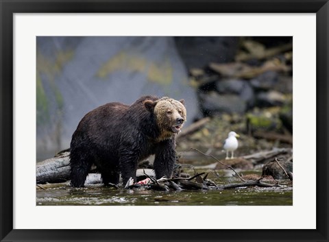 Framed Canada, British Columbia Grizzly bear eating salmon Print