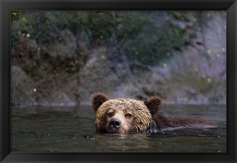 Framed Canada, British Columbia Grizzly bear swimming Print