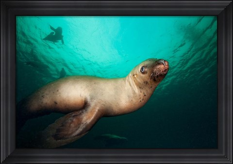 Framed British Columbia, Hornby Island, Steller&#39;s Sea Lions Print