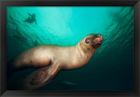 Framed British Columbia, Hornby Island, Steller&#39;s Sea Lions Print