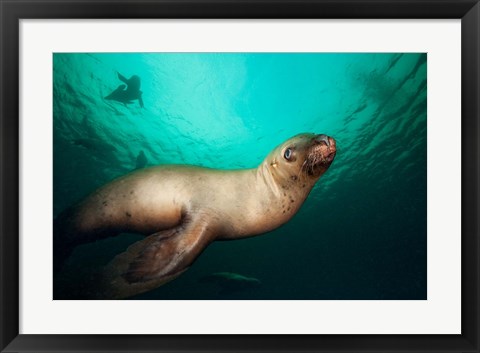 Framed British Columbia, Hornby Island, Steller&#39;s Sea Lions Print