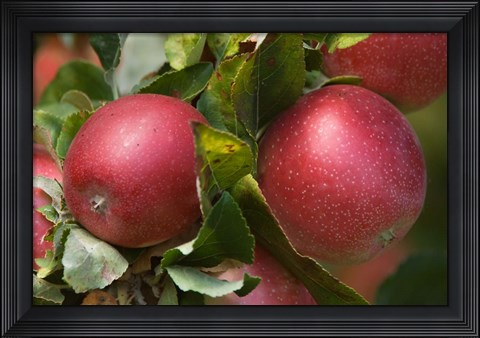 Framed Apples, Okanagan Valley, British Columbia, Canada, Na Print