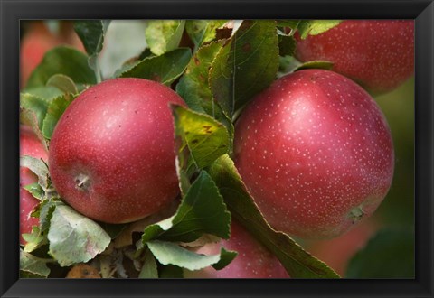 Framed Apples, Okanagan Valley, British Columbia, Canada, Na Print