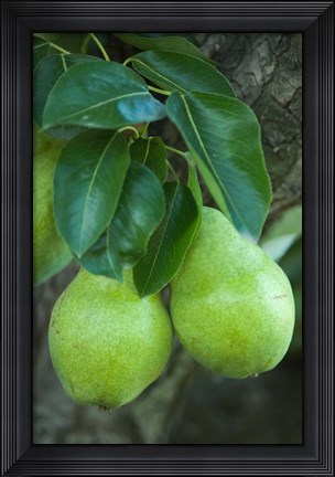 Framed Bartlett Pear, Okanagan Valley, British Columbia, Canada, Na Print