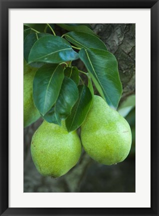 Framed Bartlett Pear, Okanagan Valley, British Columbia, Canada, Na Print