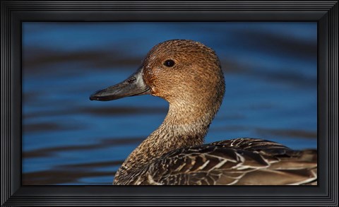 Framed Northern Pintail Hen, George C Reifel Migratory Bird Sanctuary, Westham Island, British Columbia, Canada Print