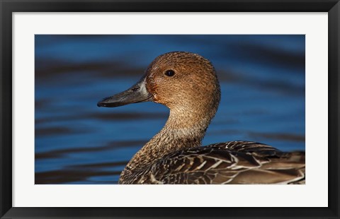 Framed Northern Pintail Hen, George C Reifel Migratory Bird Sanctuary, Westham Island, British Columbia, Canada Print