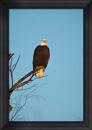 Framed Bald Eagle, Vancouver, British Columbia, Canada Print