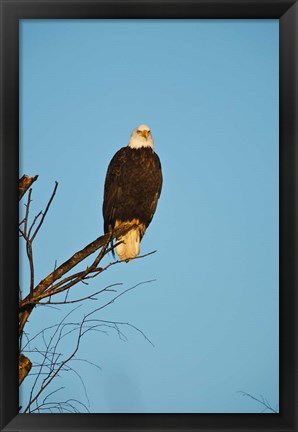 Framed Bald Eagle, Vancouver, British Columbia, Canada Print