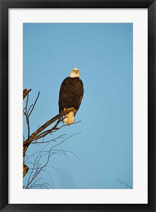 Framed Bald Eagle, Vancouver, British Columbia, Canada Print