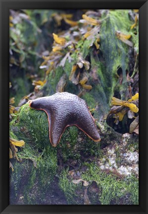 Framed Bat Star, Pacific Rim NP Preserve, British Columbia Print