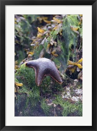 Framed Bat Star, Pacific Rim NP Preserve, British Columbia Print