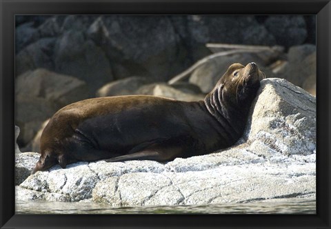 Framed Sea Lions, Batley Island, Pacific Rim, British Columbia Print