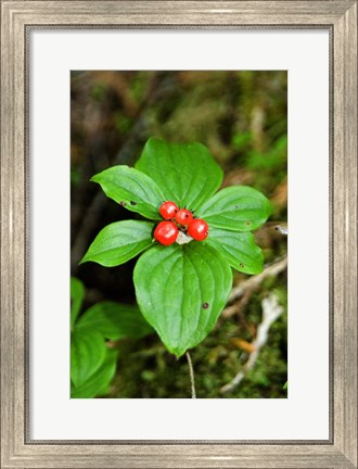 Framed Temperate Rainforest Berries, Bramham, British Columbia Print