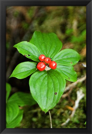 Framed Temperate Rainforest Berries, Bramham, British Columbia Print