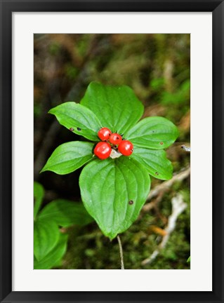 Framed Temperate Rainforest Berries, Bramham, British Columbia Print