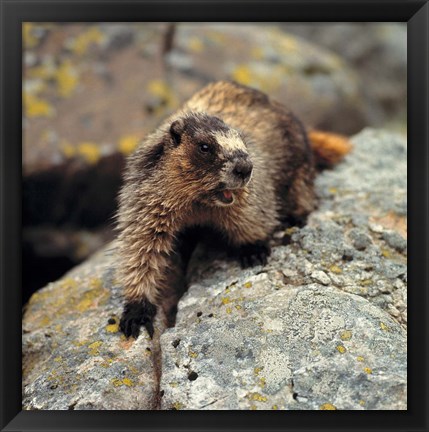 Framed British Columbia, Yoho NP, Hoary marmot Print