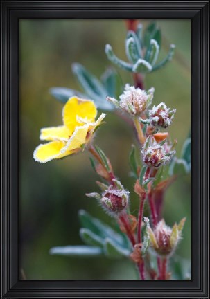 Framed Ice crystals on flowers, Jasper National Park, Canada Print