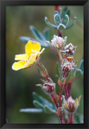 Framed Ice crystals on flowers, Jasper National Park, Canada Print
