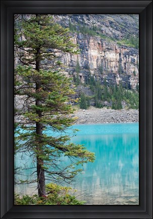 Framed Pine tree, Moraine Lake, Banff National Park, Canada Print