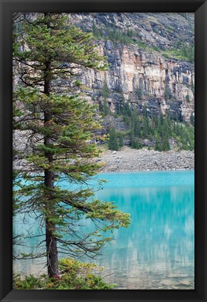 Framed Pine tree, Moraine Lake, Banff National Park, Canada Print