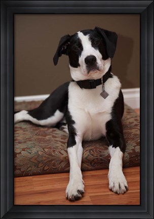 Framed British Columbia, Mission, coon hound dog Print