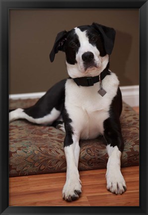 Framed British Columbia, Mission, coon hound dog Print