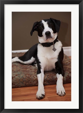Framed British Columbia, Mission, coon hound dog Print