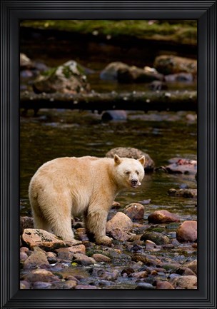Framed British Columbia, Princess Royal Island, Spirit Bear Print