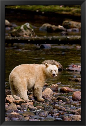 Framed British Columbia, Princess Royal Island, Spirit Bear Print