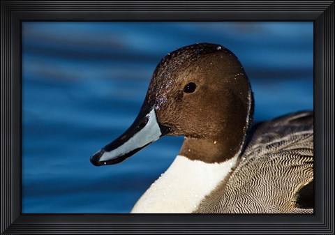 Framed British Columbia, Westham Island, Pintail Duck Print
