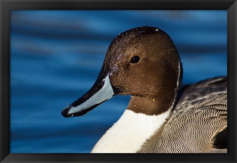 Framed British Columbia, Westham Island, Pintail Duck Print