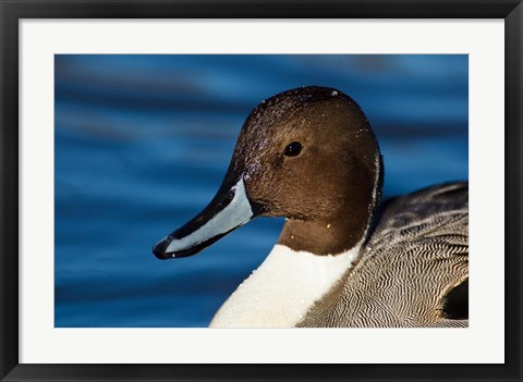 Framed British Columbia, Westham Island, Pintail Duck Print