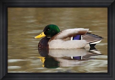 Framed Mallard Drake, George C Reifel Migratory Bird Sanctuary, Westham Island, British Columbia, Canada Print