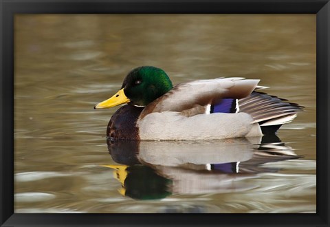 Framed Mallard Drake, George C Reifel Migratory Bird Sanctuary, Westham Island, British Columbia, Canada Print