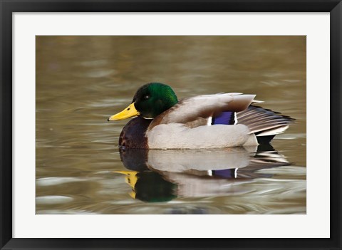 Framed Mallard Drake, George C Reifel Migratory Bird Sanctuary, Westham Island, British Columbia, Canada Print