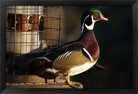 Framed Wood Duck Drake, George C Reifel Migratory Bird Sanctuary, Westham Island, British Columbia, Canada Print